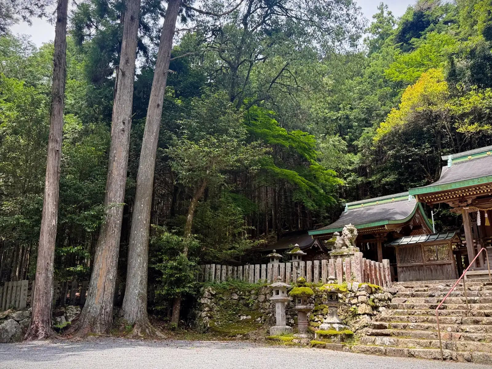 Towering cedars stand beside the shrine, giving a sense of the sacred grove's scale against the halls, steps, and lanterns at right.