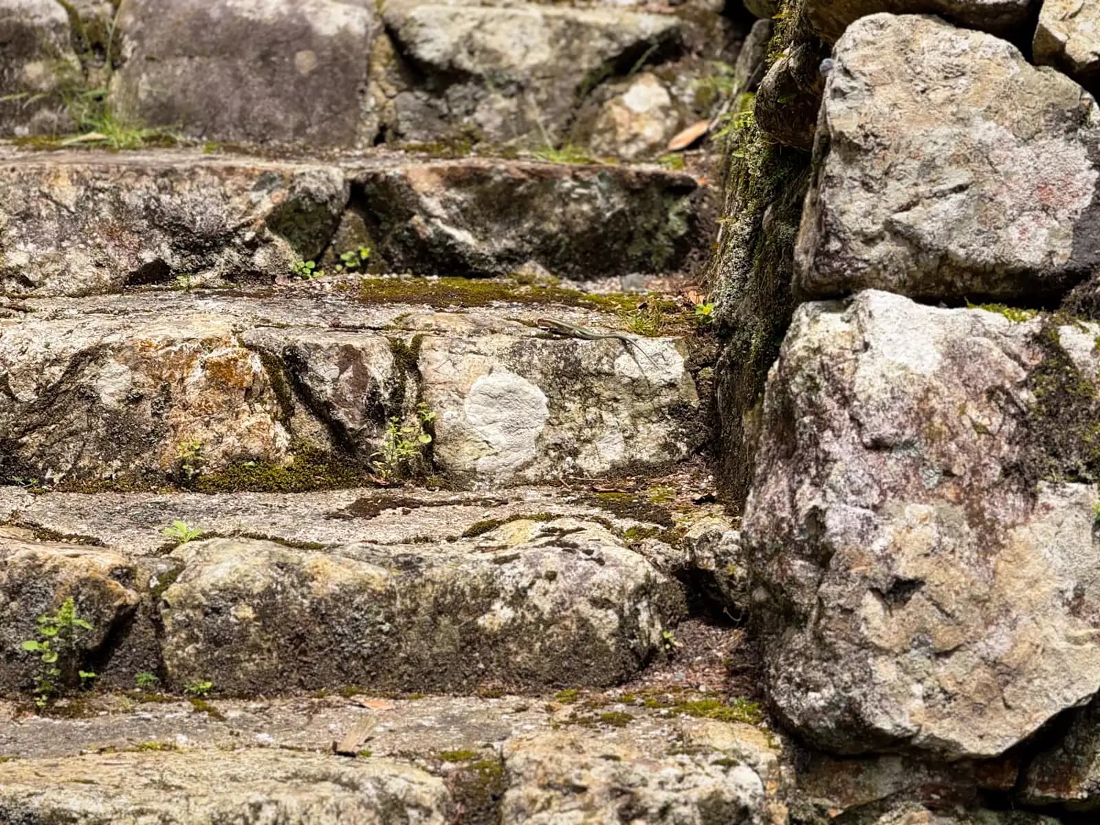 Mossy stone steps leading up to the shrine halls. Bonus points if you can spot the little lizard!