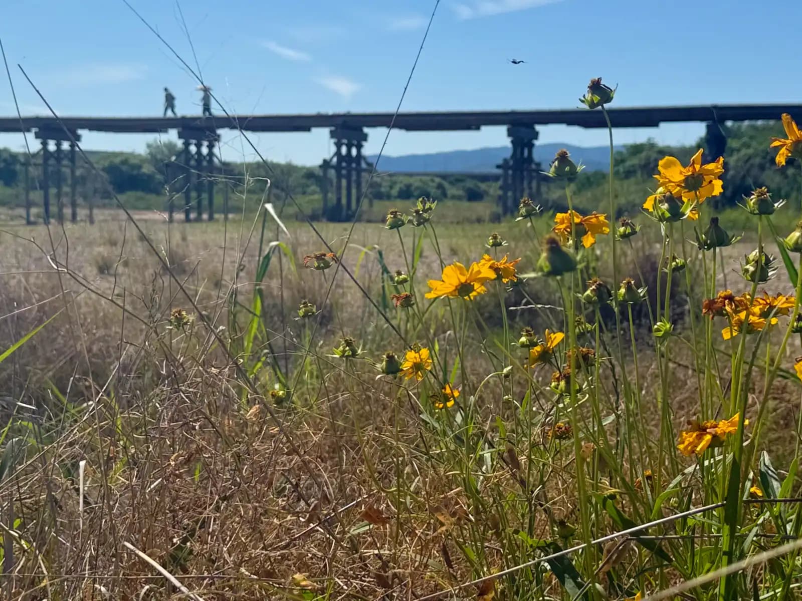 The footbridge reduced to a thin line beyond a stand of yellow wildflowers and dry grass, two tiny walkers just visible on the deck.