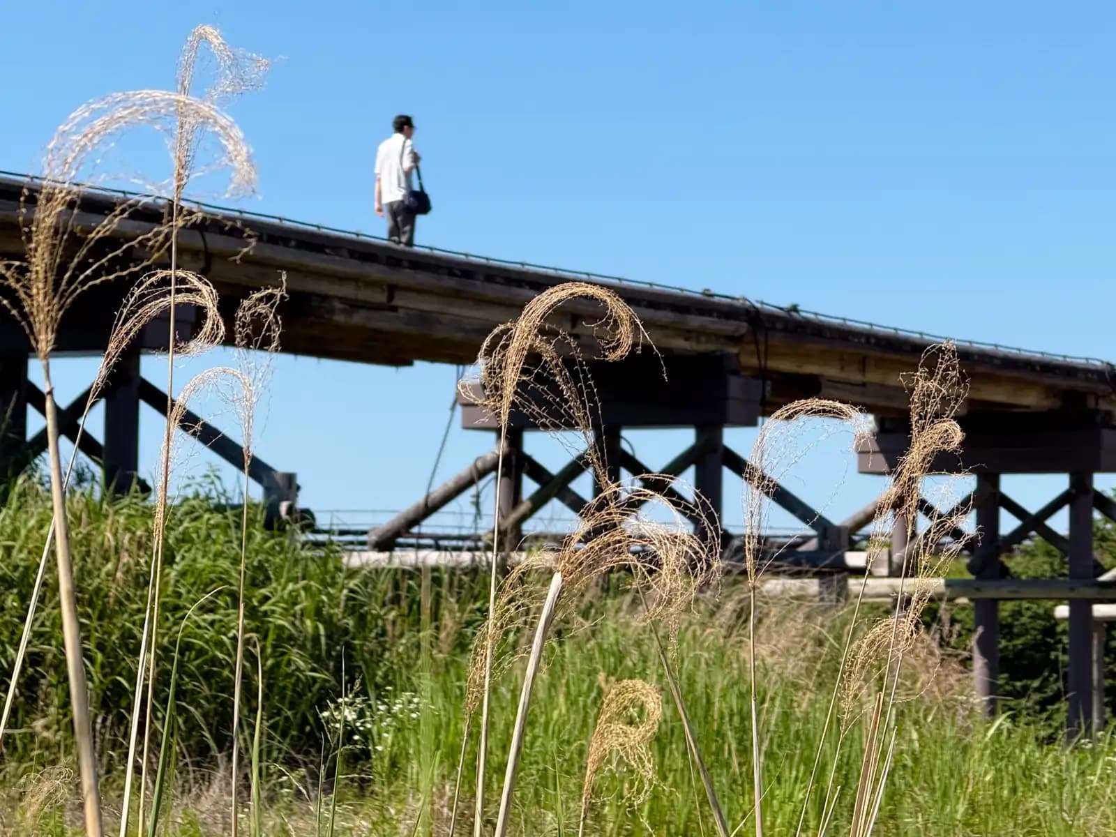Feathery grass plumes catch the light along the bank as a man crosses the bridge behind them, a bag on his shoulder.