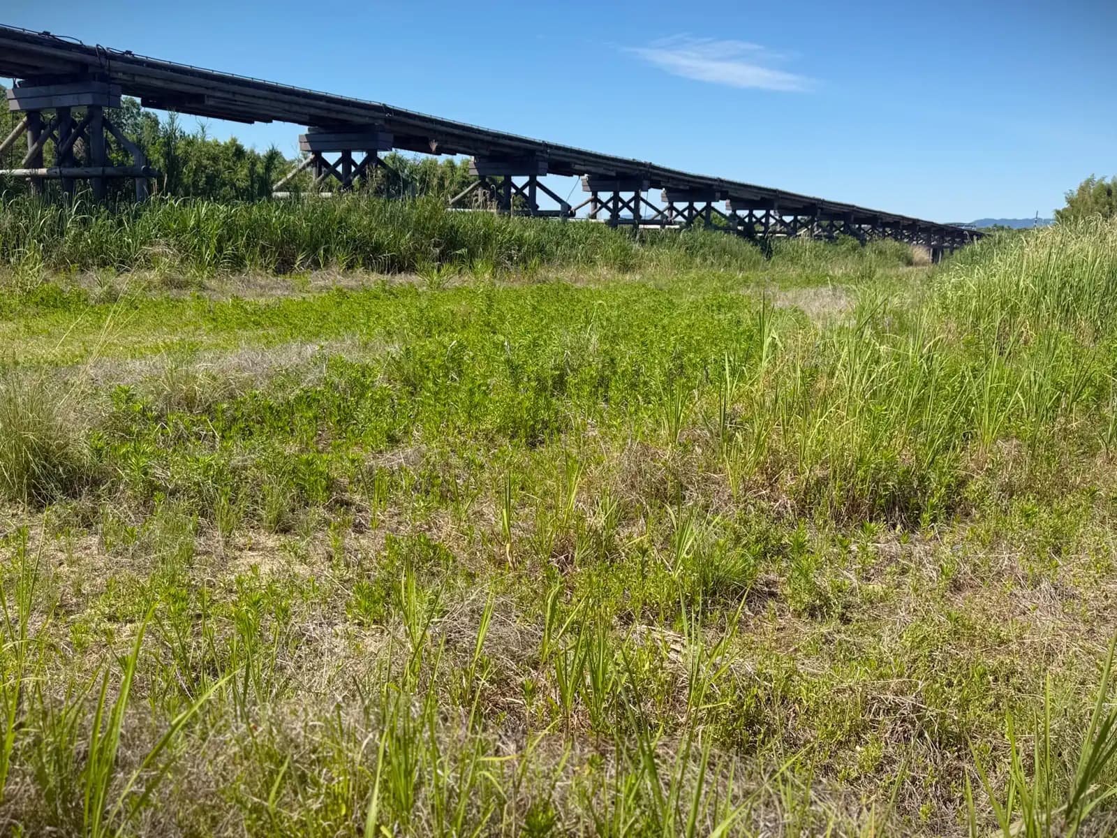 Green summer growth reclaims the riverbed beneath the bridge, which climbs away on its low trestles.