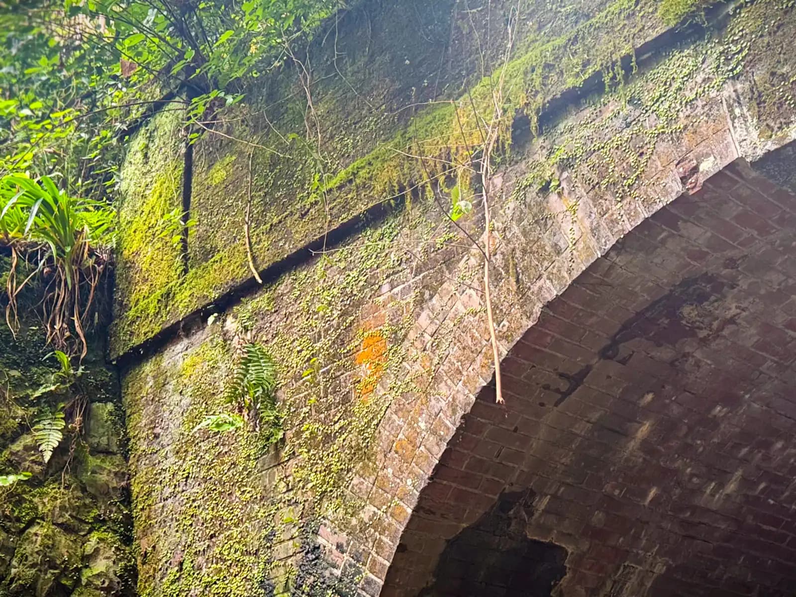 Close up of the portal arch, the brick thick with moss and ferns.