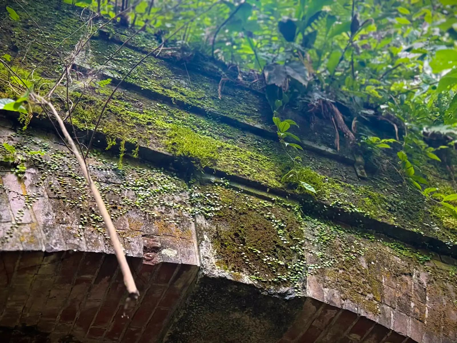 The underside of the brick arch, covered in moss and plants, with a root hanging down.