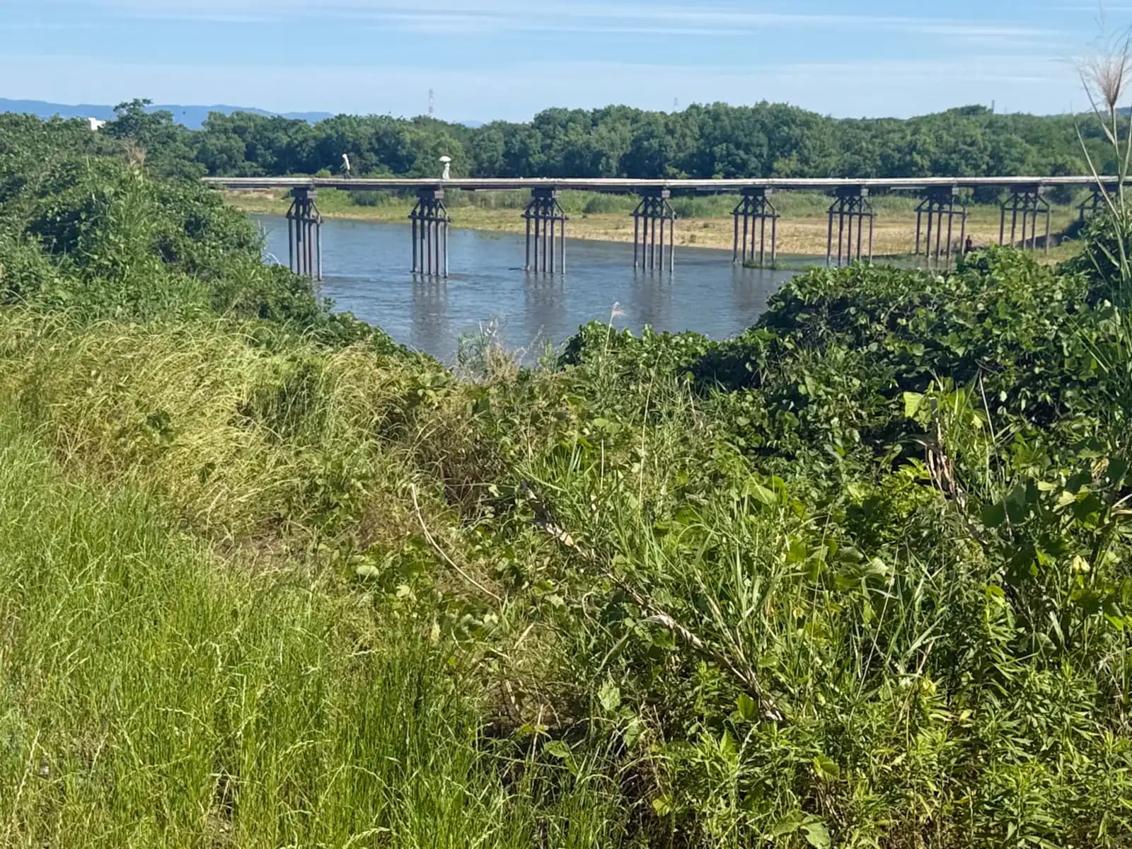 The low silhouette of Nagarebashi across the river, glimpsed over a tangle of tall summer grass.