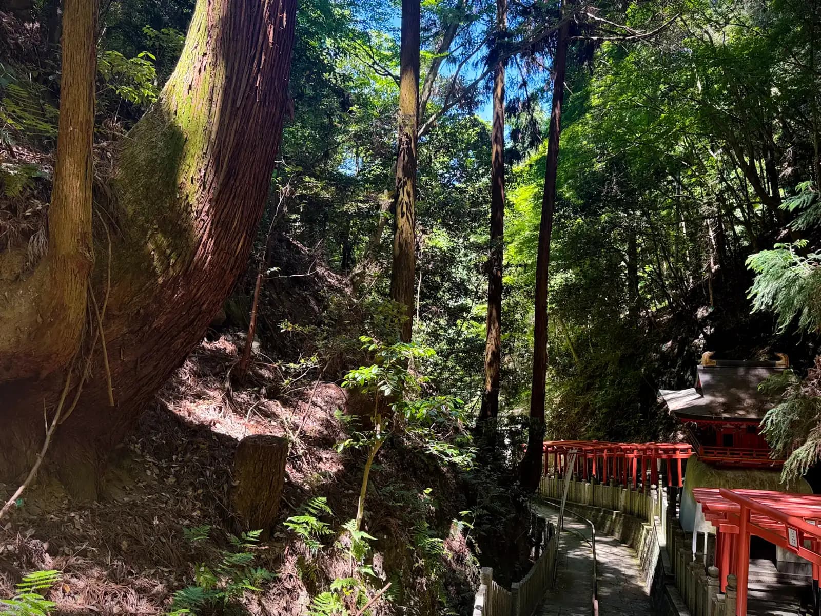 The mountain path winds down past a giant cedar toward the red torii and shrine below.