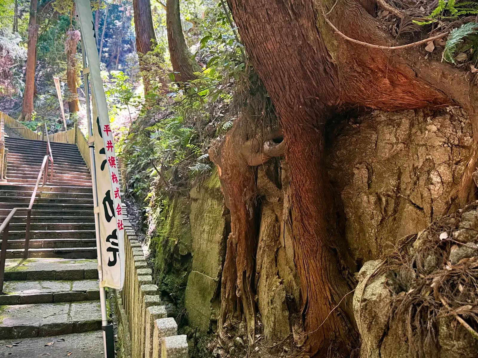 Steps run alongside a massive cedar, its roots gripping the bare rock face.