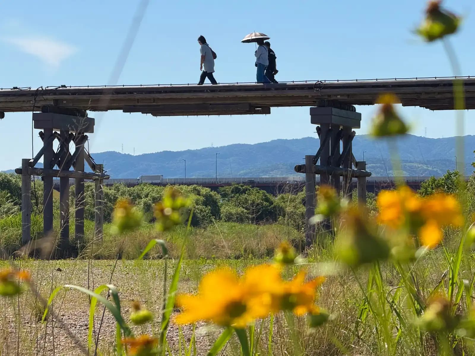 Yellow wildflowers bloom along the bank while two walkers cross the bridge. A modern highway runs behind it -- the old and new crossings of the Kizu side by side.