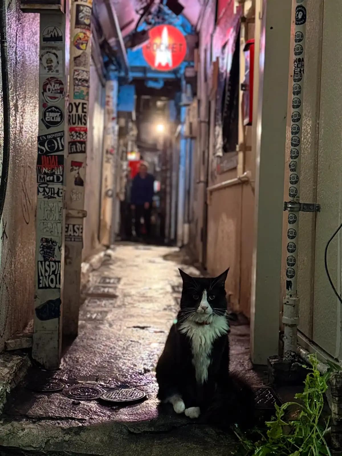 A black-and-white cat sits in the middle of a wet alley, with the red Rocket sign in the back.